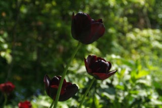 Tulipa 'Queen of Night'  bestellen